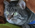 Кошки в Красногорске: Потерялся кот Руза Мальчик, Бесплатно - фото 2