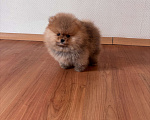 Собаки в Санкт-Петербурге: Мини мальчик померанского шпица , Марти Мальчик, 60 000 руб. - фото 3
