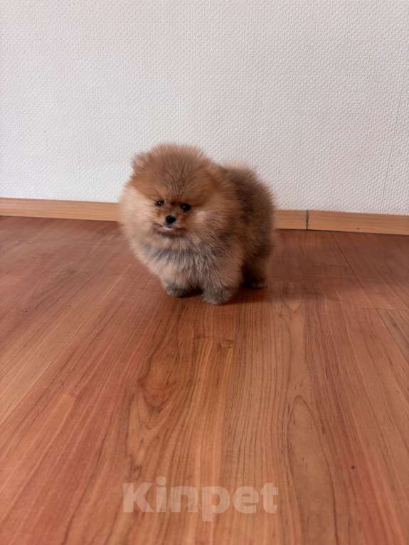 Собаки в Санкт-Петербурге: Мини мальчик померанского шпица , Марти Мальчик, 60 000 руб. - фото 3