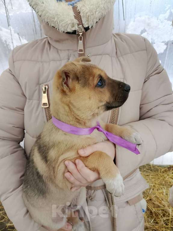 Собаки в других городах Московской области: Щенки ищут дом. Мальчик, 500 руб. - фото 4