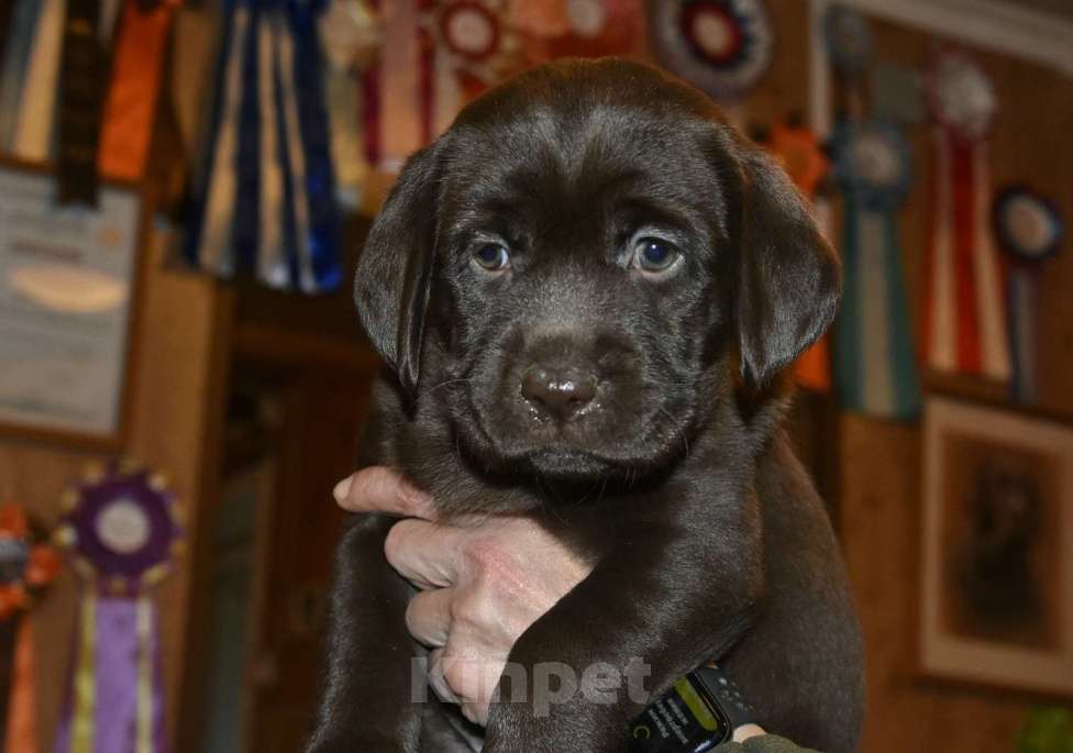 Собаки в Москве: Щенки лабрадора шоколадные  Девочка, Бесплатно - фото 2
