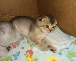 Кошки в Колпашево: Котенок, 6 000 руб. - фото 4