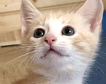 Кошки в Солнечногорске: Самый Аристократичный из 3-х котов - Маркиз Мальчик, 99 руб. - фото 7