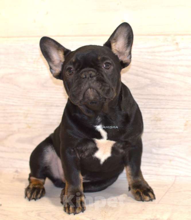 Собаки в Москве: черный бриллиант Мальчик, 90 000 руб. - фото 3