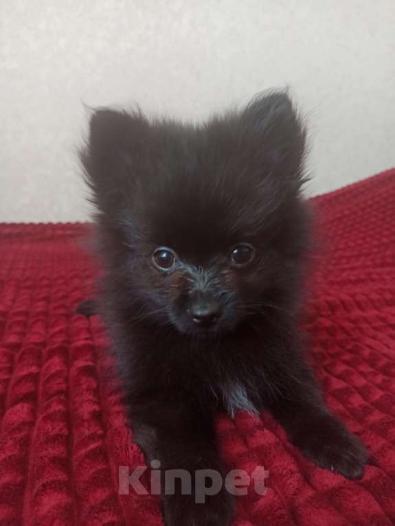 Собаки в Курске: Продажа померанского шпица  Девочка, 15 000 руб. - фото 2
