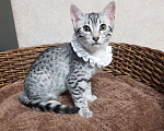 Кошки в Санкт-Петербурге: Котята редкой породы Египетская мау  Девочка, Бесплатно - фото 3