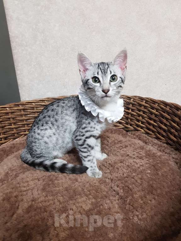 Кошки в Санкт-Петербурге: Котята редкой породы Египетская мау  Девочка, Бесплатно - фото 3