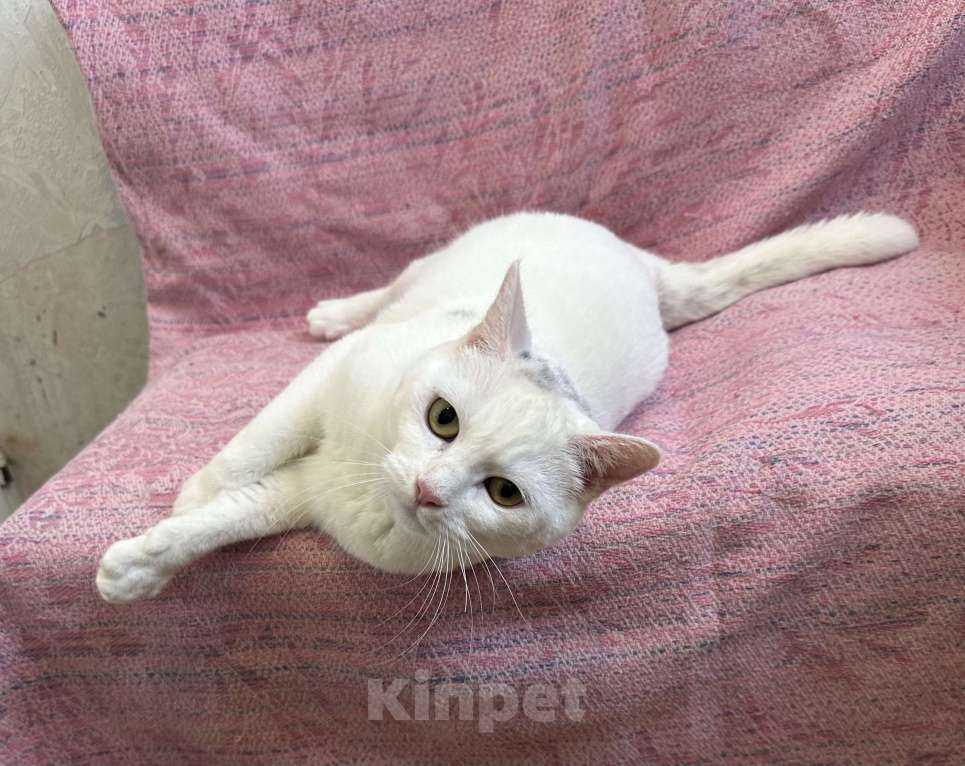 Кошки в Санкт-Петербурге: Белая кошка единственным питомцем Девочка, Бесплатно - фото 3