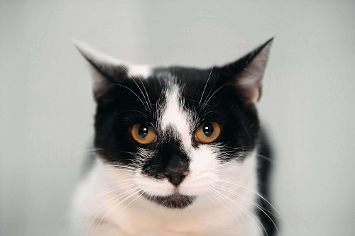 Мадам Кюри ищет свой дом!