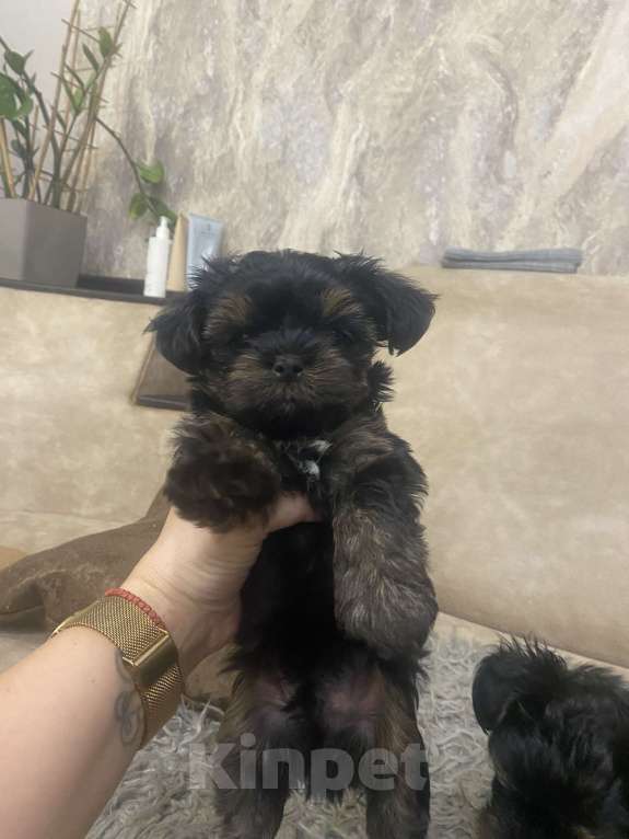 Собаки в других городах Брянской области: Продаются маленькими красавчики Мальчик, 15 000 руб. - фото 3