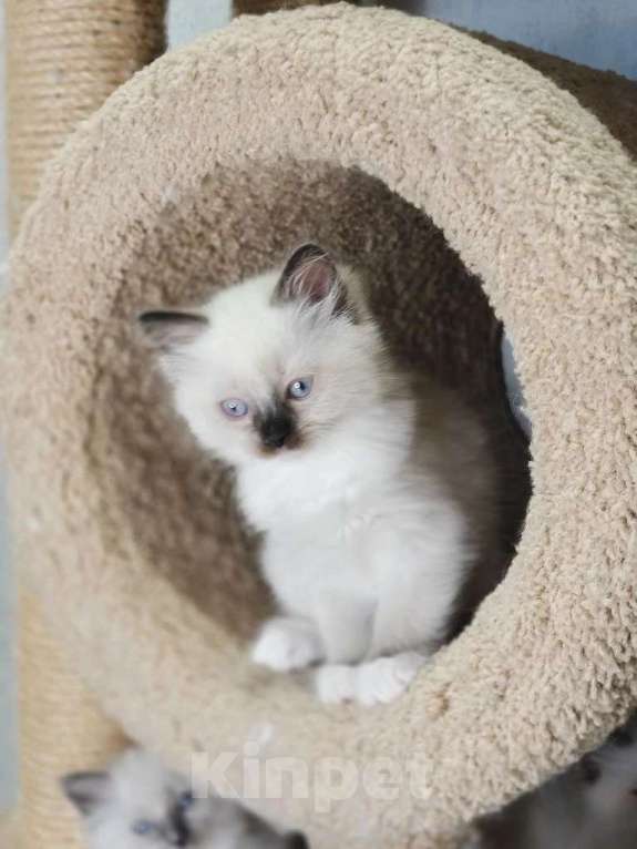 Кошки в Владивостоке: Isidora Девочка, 60 000 руб. - фото 1