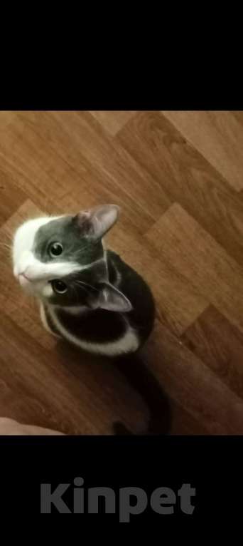 Кошки в Краснодаре: Пропал кот!!! Мальчик, 1 000 руб. - фото 2