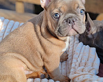 Собаки в Санкт-Петербурге: Шикарный щенки французский бульдог Мальчик, 60 000 руб. - фото 2