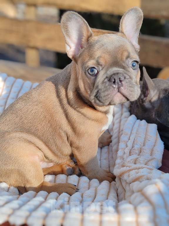 Собаки в Санкт-Петербурге: Шикарный щенки французский бульдог Мальчик, 60 000 руб. - фото 2