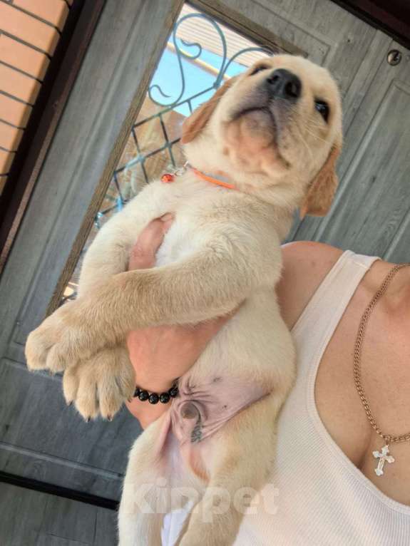 Собаки в Краснодаре: Щенок лабрадора  Мальчик, 35 000 руб. - фото 3