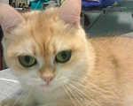 Кошки в Симферополе: Британская золотая шиншилла Девочка, Бесплатно - фото 4
