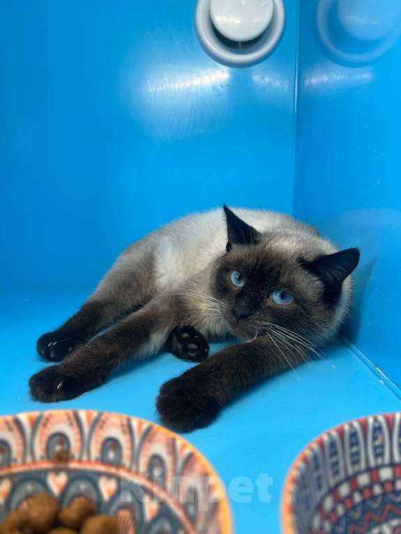 Кошки в Истре: Пряник ищет человека. Мальчик, Бесплатно - фото 2