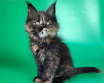 Кошки в других городах Воронежской области: Indira Drak Flame Девочка, 50 000 руб. - фото 2