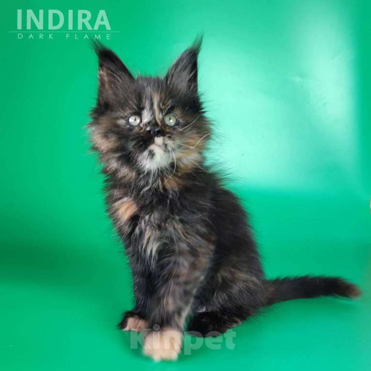 Кошки в других городах Воронежской области: Indira Drak Flame Девочка, 50 000 руб. - фото 2