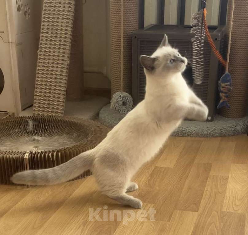 Кошки в Москве: Манчкин Девочка, 70 000 руб. - фото 2