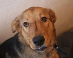 Собаки в Боровске: Ищу своего Человека Девочка, Бесплатно - фото 2
