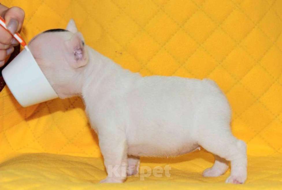 Собаки в Домодедово: Девочка французского бульдога  Девочка, 75 000 руб. - фото 2