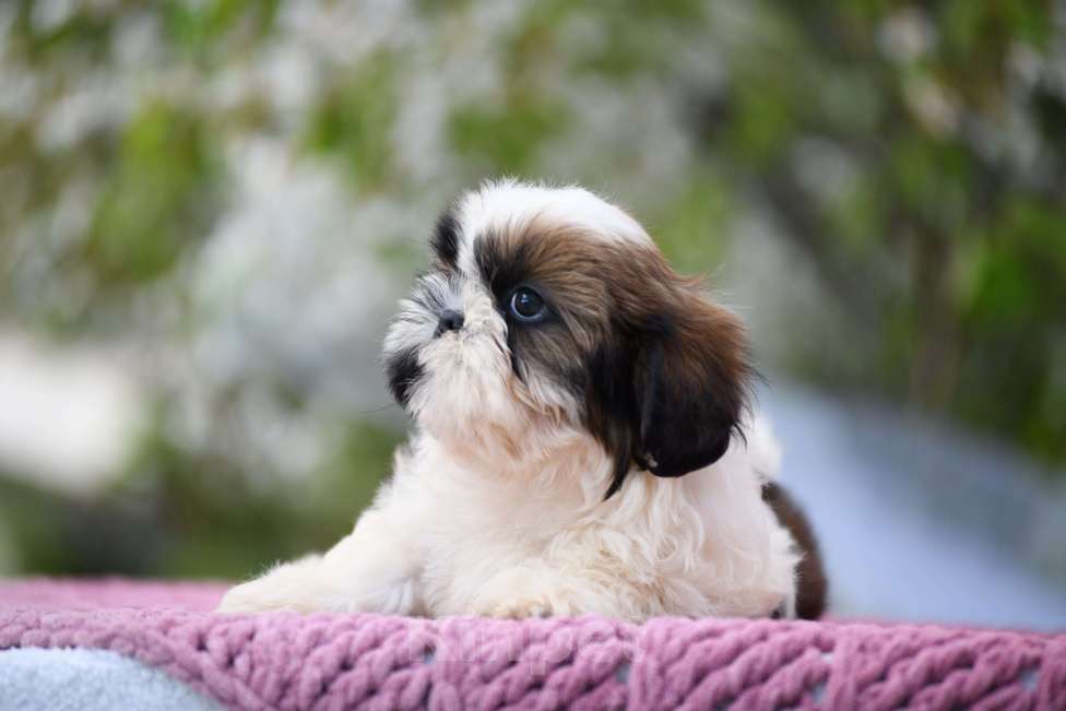 Собаки в Москве: Девочка ши - тцу Девочка, Бесплатно - фото 2