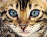Кошки в Сочи: Бенгальский котик Мальчик, 40 000 руб. - фото 5