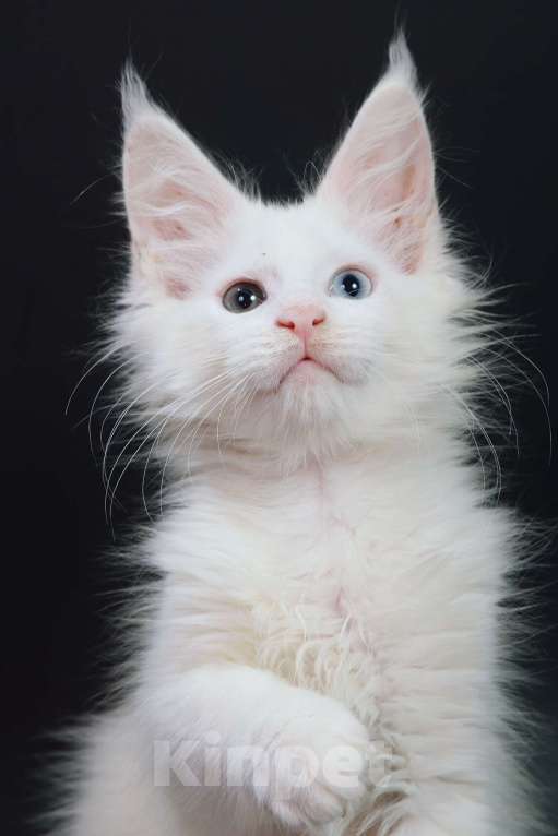 Кошки в Апрелевке: Купить котенка мейн-кун в Москве и области Мальчик, 50 000 руб. - фото 4