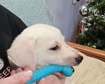 Собаки в Севастополе: Щенок метис лабрадора Мальчик, Бесплатно - фото 3