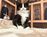 Кошки в Череповце: Котенок Мейн Кун Мальчик, 45 000 руб. - фото 2
