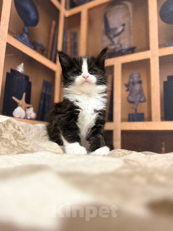 Кошки в Череповце: Котенок Мейн Кун Мальчик, 45 000 руб. - фото 2