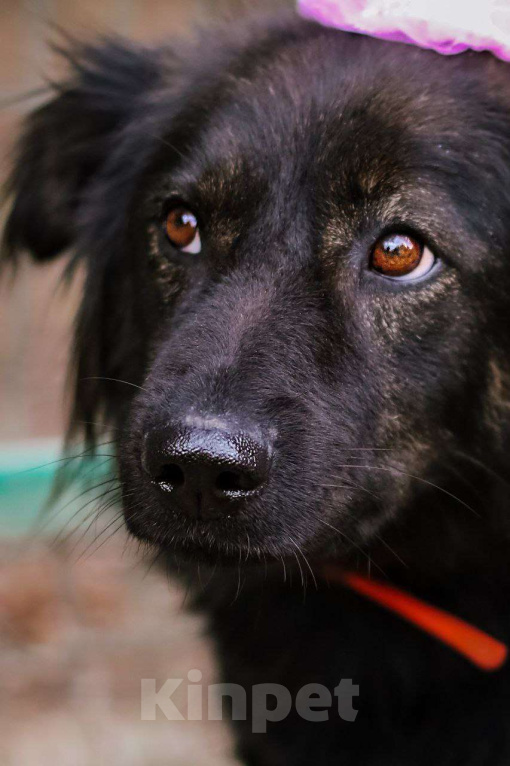 Собаки в Москве: Собака Марта ищет дом! Девочка, Бесплатно - фото 4