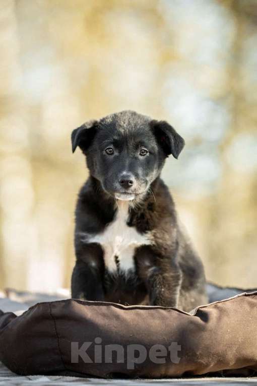 Собаки в Москве: Марко ищет дом  Мальчик, Бесплатно - фото 4