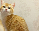 Кошки в Санкт-Петербурге: Армани Мальчик, 100 000 руб. - фото 5