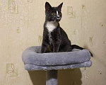 Кошки в Долгопрудном: Котенок из приюта Мальчик, Бесплатно - фото 9