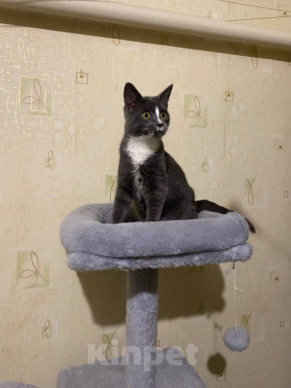 Кошки в Долгопрудном: Котенок из приюта Мальчик, Бесплатно - фото 9