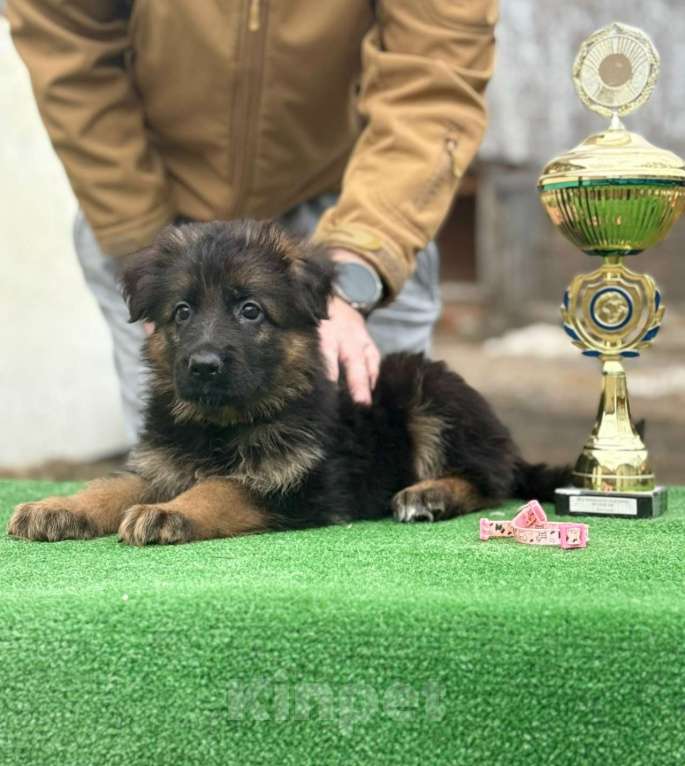 Собаки в Кургане: Немецкая овчарка длинношерстная щенок Девочка, 50 000 руб. - фото 2
