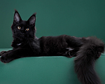 Кошки в Красногорске: Котенок девочка Девочка, Бесплатно - фото 3