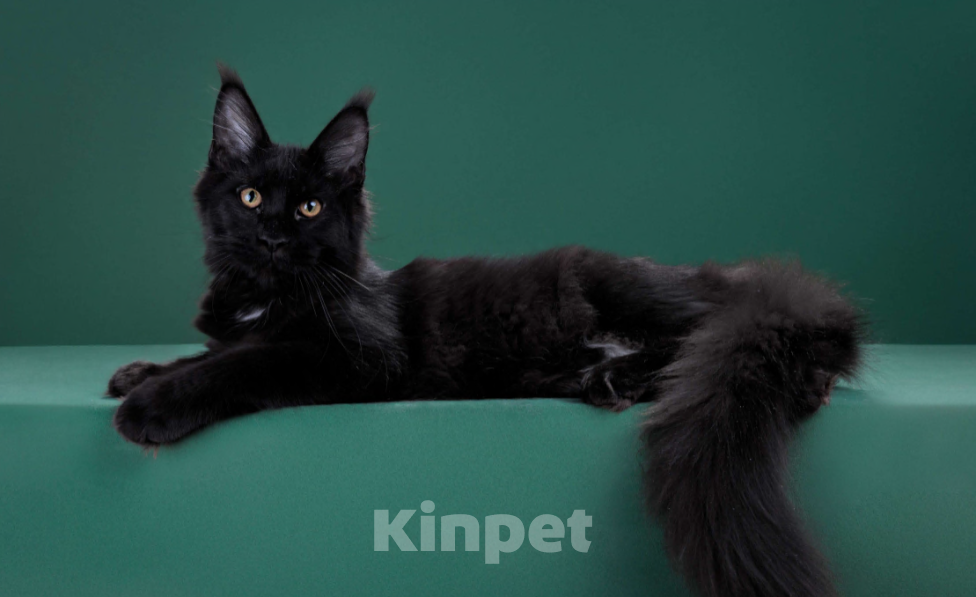 Кошки в Красногорске: Котенок девочка Девочка, Бесплатно - фото 3