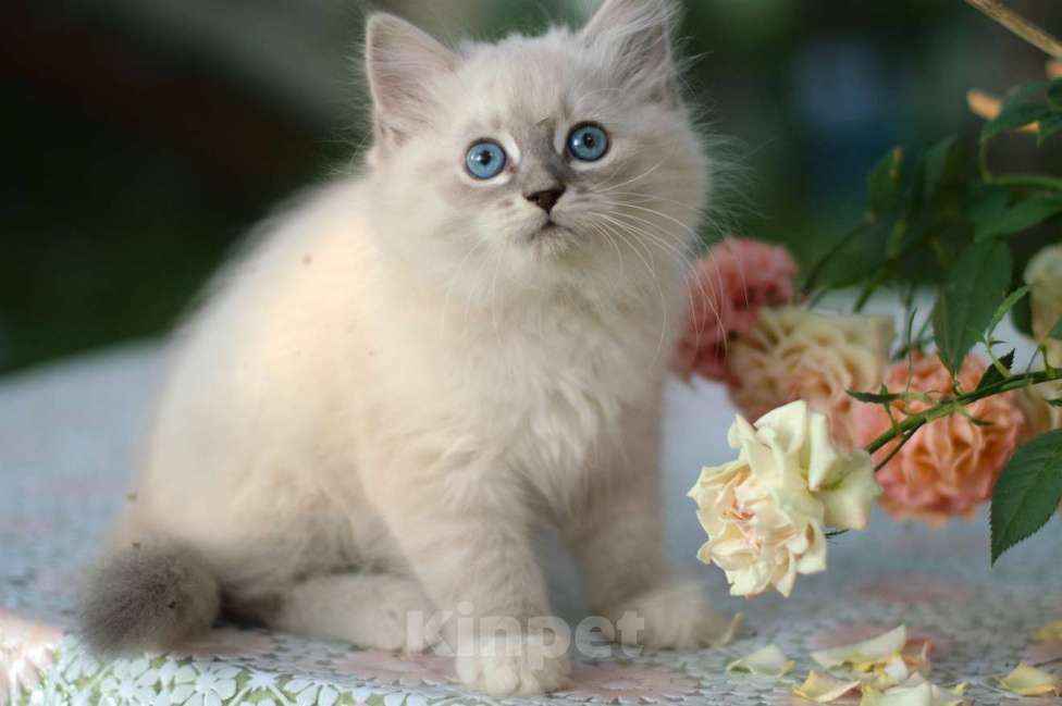 Кошки в Санкт-Петербурге: невские маскарадные котята девочки Девочка, Бесплатно - фото 8