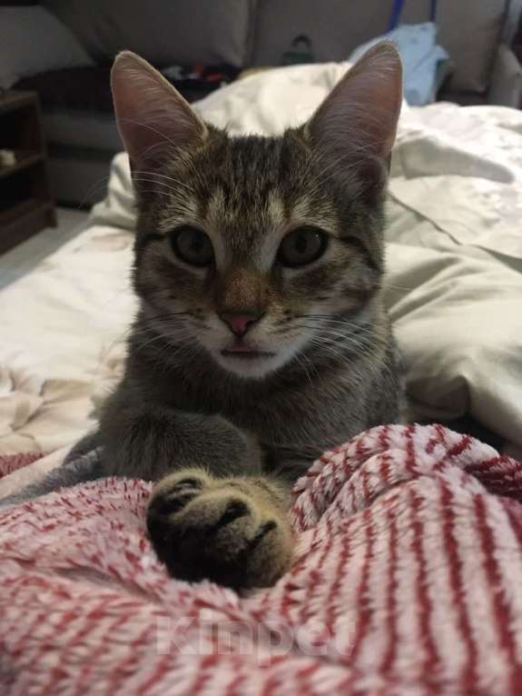 Кошки в Сочи: Обаятельные кошечка и котик Девочка, 10 руб. - фото 9