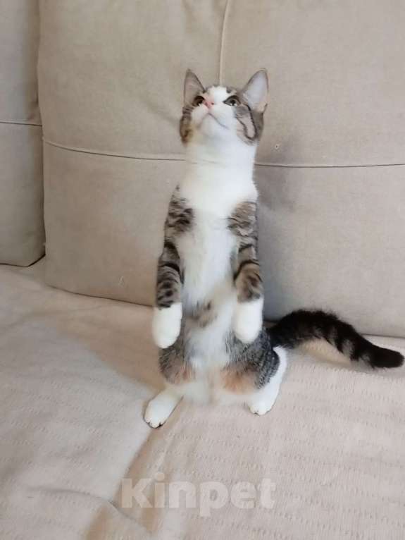 Кошки в Санкт-Петербурге: Прелестная малышка Наточка Девочка, Бесплатно - фото 2