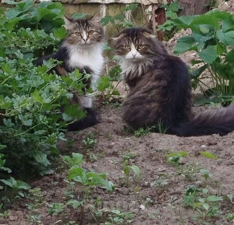 Кошки в Балашихе: Котёнок мальчик, 2 мес., от домашней сибирской кошки. Мальчик, Бесплатно - фото 3