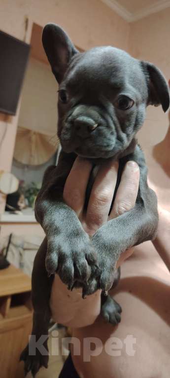 Собаки в Таганроге: Щенки французского бульдога  Мальчик, 40 000 руб. - фото 2