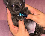 Собаки в других городах Московской области: Г/ш голубая девочка чихуахуа Девочка, 50 000 руб. - фото 1