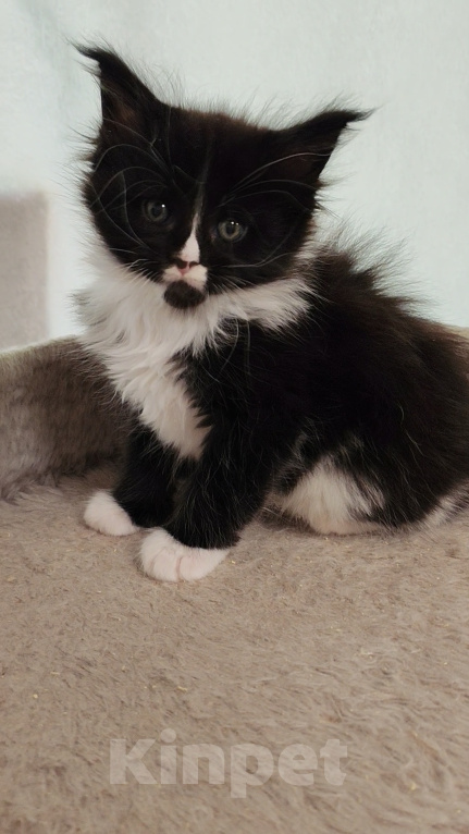 Кошки в Люберцах: Котенок мейн-кун Девочка, 50 000 руб. - фото 4