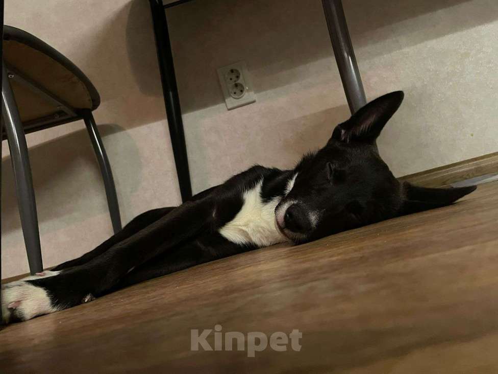 Собаки в Тюмени: Щенок в добрые руки Девочка, Бесплатно - фото 3