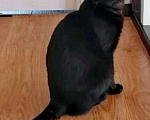 Кошки в Одинцово: котик остался без хозяина Мальчик, Бесплатно - фото 2