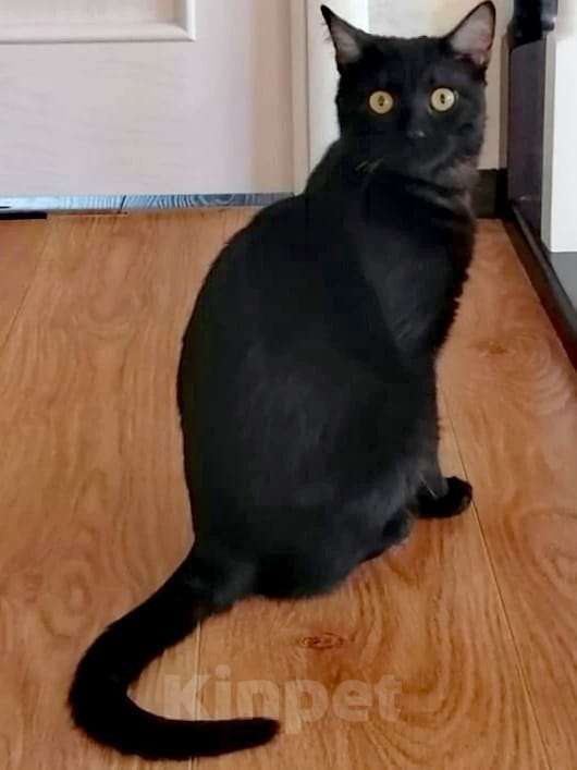 Кошки в Одинцово: котик остался без хозяина Мальчик, Бесплатно - фото 2